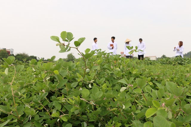 duoc lieu GMP, dược liệu Việt Nam, bảo tồn nguồn dược liệu, bảo tồn dược liệu Việt Nam, dược liệu Việt Nam